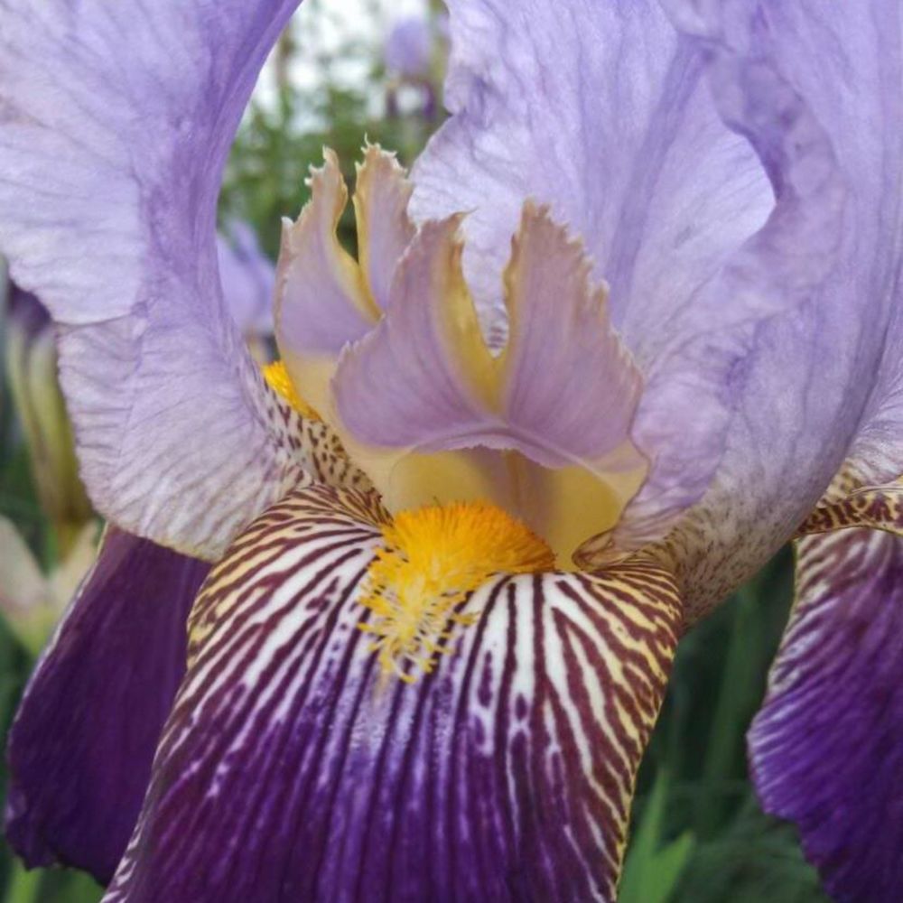 Meet your Posher, Carrie